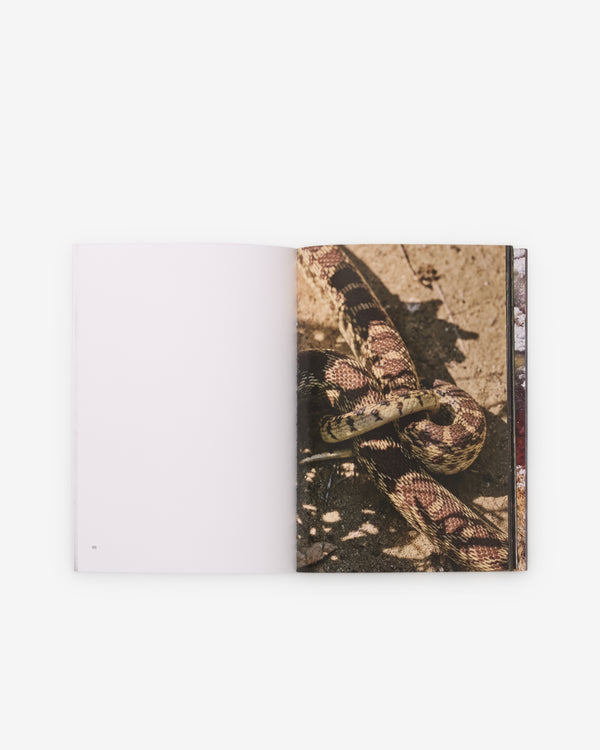 Friend Editions - Pray To Be A Bird by Colin Sussingham